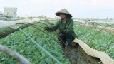 Huyện Gia Lộc: Hộ nông dân sản xuất cây giống vụ đông cho hiệu quả kinh tế cao